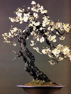 Jimmy “James Reid” Adamme Beautiful Japanese flower bonsai.