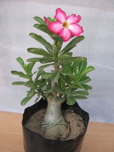 Adenium Bonsai plants .