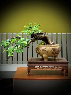 Bonsai