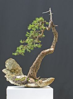 Bonsai Gallery of Walter Pall