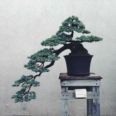 Bonsai.