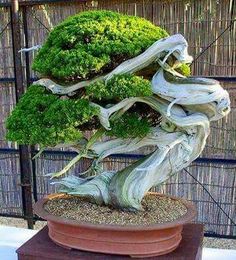 Bonsai.