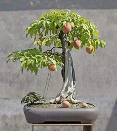 Passion fruit bonsai.