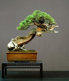 Bonzai trees have always interested me, some day i wish to get one