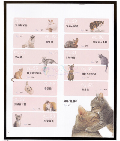 猫咪绘 彩铅手绘教程 色铅笔猫图绘喵星人彩铅绘画参考素材资料