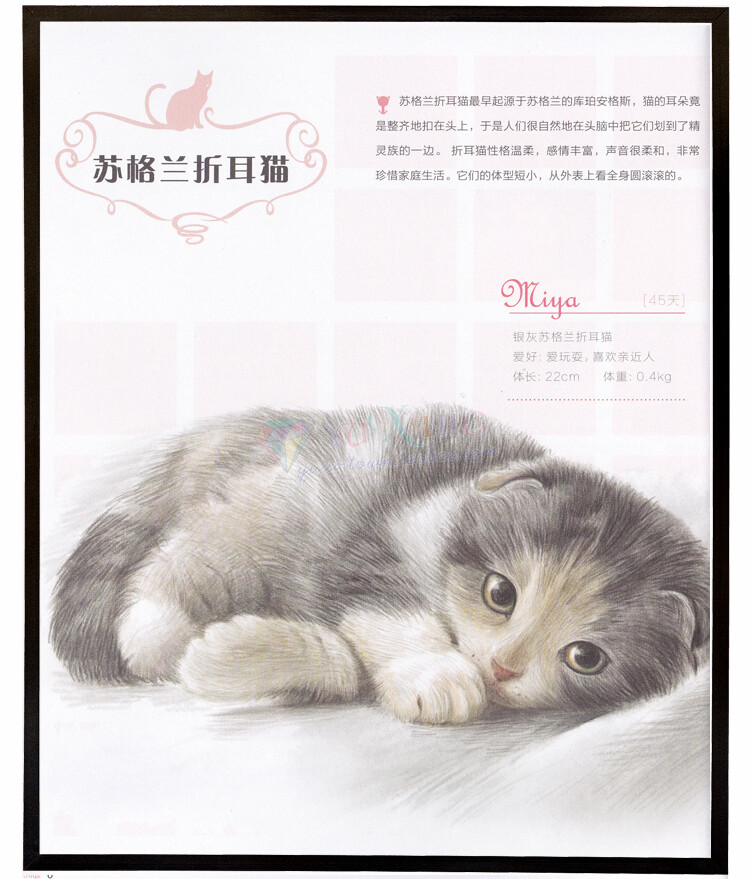 猫咪绘 彩铅手绘教程 色铅笔猫图绘喵星人彩铅绘画参考素材资料