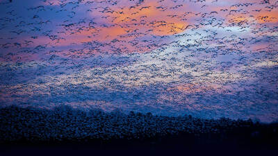 加拿大魁北克，圣弗朗索瓦河，雪雁迁徙 SnowGooseMigration