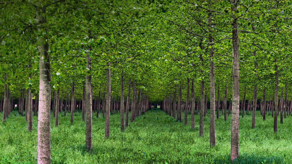 意大利，白杨树 PoValleyPoplars