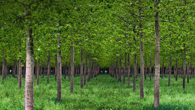 意大利，白杨树 PoValleyPoplars