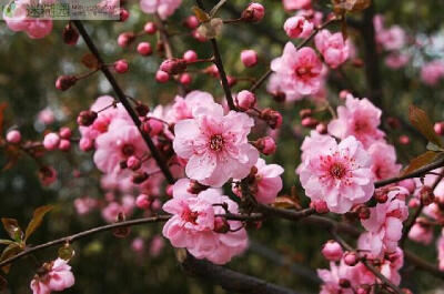 美人梅由重瓣粉型梅花与红叶李杂交而成，花色一般为紫红色，是花叶俱佳的新型观赏花木，适合种植于庭院、广场、草坪、道路绿化带等处。也可作为盆栽或盆景养殖。