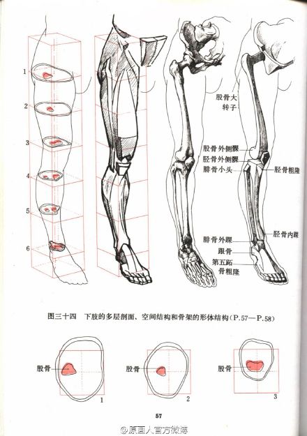 #绘画参考# 补充一下练习人体的问题，《艺用人体运动学》，很实用的一本书，给大家学习参考。书的下载链接 @微盘：O【重要】艺用人体结构运动学.pdf