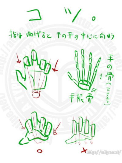 #绘画参考# 【初学者向】有关手的画法，注意细节，简单粗暴，学起来吧~（by 松（A･TYPEcorp， pid=18923）