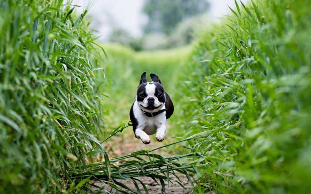 法国斗牛犬可爱的壁纸