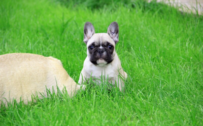 法国斗牛犬可爱的壁纸