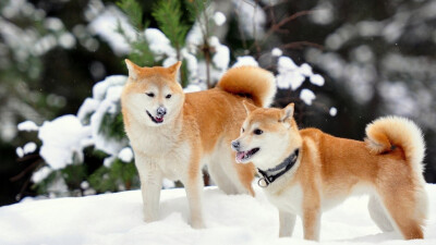 日本秋田犬图片壁纸