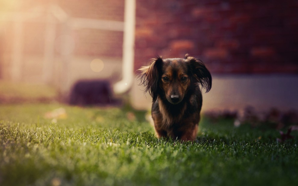 腊肠犬图片电脑壁纸下载