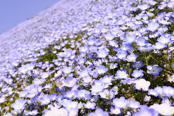 茨城县常陆海滨公园粉蝶花花海