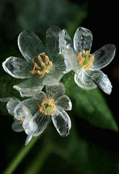 在日本本州岛北部有这么一种花，淋雨后会变得透明