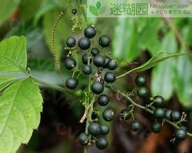  绞股蓝是葫芦科草质藤本植物，多分布在亚热带和北亚热带地区，中国绞股蓝资源非常丰富，主要分布在长江以南各省山区海拨300到3200米的山谷密林、丘陵、山坡及石山地区的阴湿地带，中国的陕西平利县，四川万源，云南，湖北，广东，广西，福建等地均有。据普查考证，全世界共有13个种系，陕西省平利县共有11个种系。