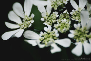 蕾丝花 Orlaya grandiflora