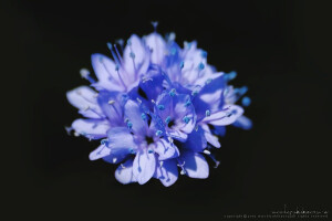 花荵科吉莉属 gilia lepthantha