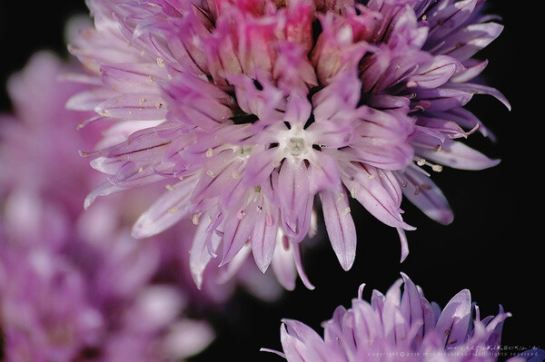 虾夷葱 allium schoenoprasum