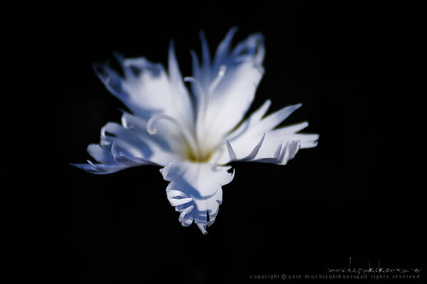 常夏石竹 dianthus plumarius