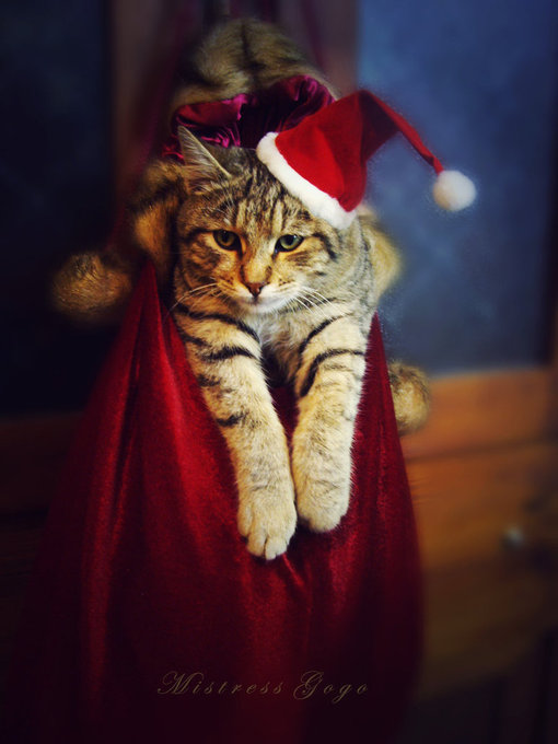 -、幸福、猫、Merry Christmas