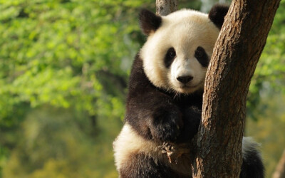今天，小编给你带来的可爱大熊猫图片：身在茂密的竹林，是隐居深山的高人。圆圆的胖脸蛋，黑黑的大眼圈，样子有点萌呆呆，其实聪明又可爱。看这只功夫熊猫，潇洒的立在树上，身手敏捷惊煞人。大家快来欣赏吧。