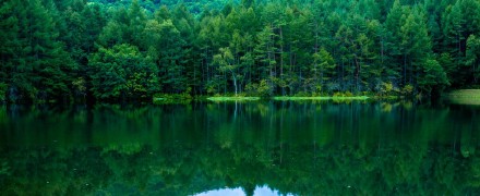 水邊的森林。禦射鹿池 攝