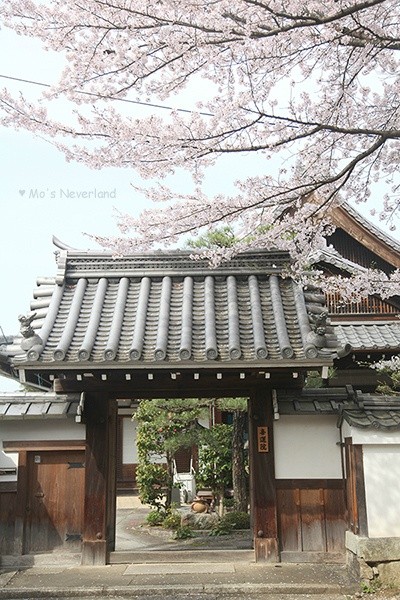 日本京都樱花漫天飞舞时，宁静而又美好！图：默