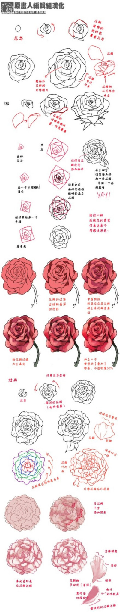 【玫瑰&amp;amp;牡丹】两种花的画法，注意两种花以...