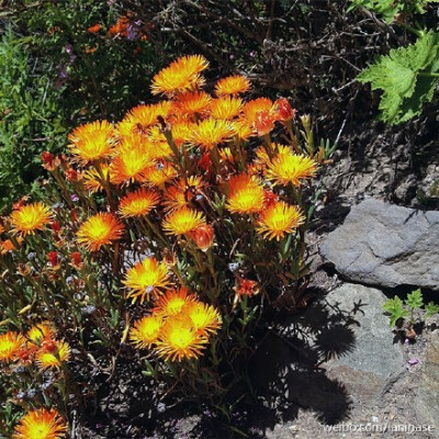 枝干番杏 Drosanthemum speciosum