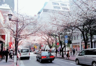 日本的春天，蓝天白云，干净街道，粉色樱花，太美！