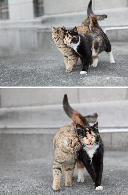 猫咪的情侣照情到深处自然萌