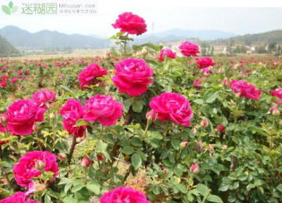  朵朵精神叶叶柔，雨晴香拂醉人头。随着气温的升高，各个公园植物进入旺盛生长季节，呈现出勃勃生机的景象。漫步各个公园内，眼前尽显色彩纷呈，有养眼的嫩绿、灿烂的金黄、鲜艳的粉红等，观赏花木类从满园芳菲的春…