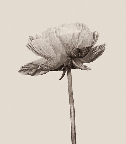 唯美黑白花朵花卉摄影图片