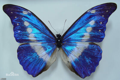 光明女神闪蝶（学名：Morpho Helena）又称海伦娜闪蝶，鳞翅目,蛱蝶科,闪蝶属的一种蝴蝶。其前足相当退化，短小无爪。前翅R脉5条，常共柄。卵半圆球形。幼虫头上有突起，体节上有枝刺，腹足趾钩1至3序中列式。蛹为垂…