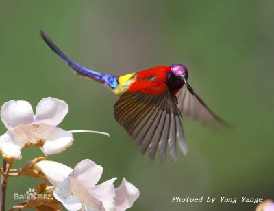 天堂鸟(Birds of Paradise)，被称为极乐鸟科(Paradisaeidae) 的天堂鸟,又称为燕雀目类。又名极乐鸟、太阳鸟、风鸟和雾鸟。与乌鸦是远房的“亲戚”。据统计，全世界共有40余种天堂鸟，在巴布亚新几内亚就有30多种。