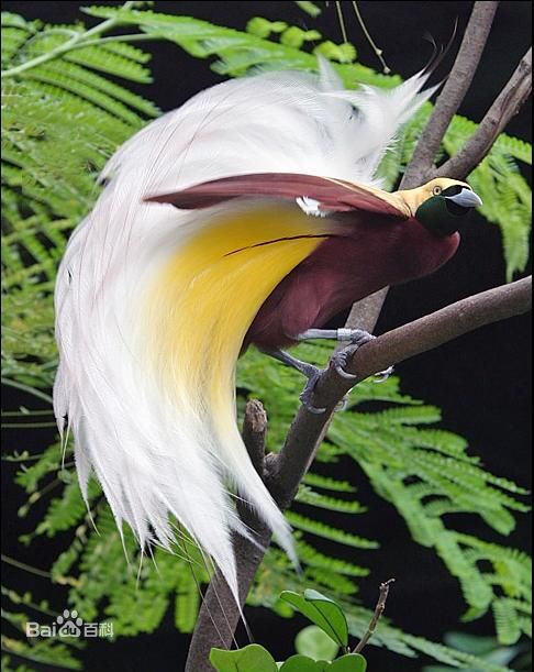 天堂鸟(Birds of Paradise)，被称为极乐鸟科(Paradisaeidae) 的天堂鸟,又称为燕雀目类。又名极乐鸟、太阳鸟、风鸟和雾鸟。与乌鸦是远房的“亲戚”。据统计，全世界共有40余种天堂鸟，在巴布亚新几内亚就有30多种。