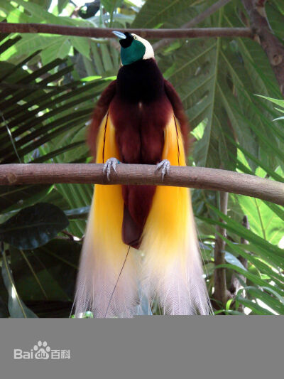天堂鸟(Birds of Paradise)，被称为极乐鸟科(Paradisaeidae) 的天堂鸟,又称为燕雀目类。又名极乐鸟、太阳鸟、风鸟和雾鸟。与乌鸦是远房的“亲戚”。据统计，全世界共有40余种天堂鸟，在巴布亚新几内亚就有30多种。