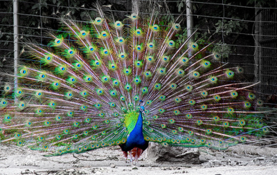 蓝孔雀（学名：Pavo cristatus）雄鸟具直立的枕冠，羽色华丽，尾上覆羽特别延长，远超过尾羽。具20枚尾羽，形长而稍呈凸尾状；尾下覆羽为绒羽状；两翅稍圆，第1枚初级飞羽较第10枚短，第5 枚稍微最长；跗蹠长而强，…