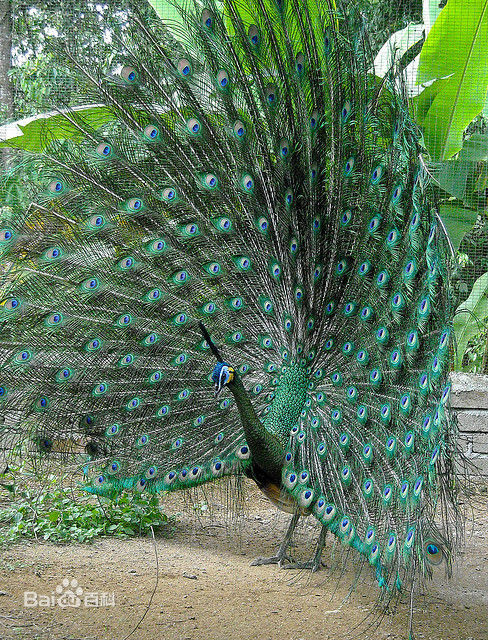 绿孔雀（学名：Pavo muticus）大型鸡类，体长180~230厘米。雄鸟体羽为翠蓝绿色，头顶有一簇直立的冠羽，下背翠绿色而具紫铜色光泽。体后拖着长达1米以上的尾上覆羽，羽端具光泽绚丽的眼状斑，形成华丽的尾屏，极为醒目。雌鸟不及雄鸟艳丽，亦无尾屏，体羽主要为翠金属绿色，背浓褐色，头顶亦具一簇直立羽冠。外形和雄鸟相似，亦甚醒目，中国还未见有与之相似种类，野外容易识别。