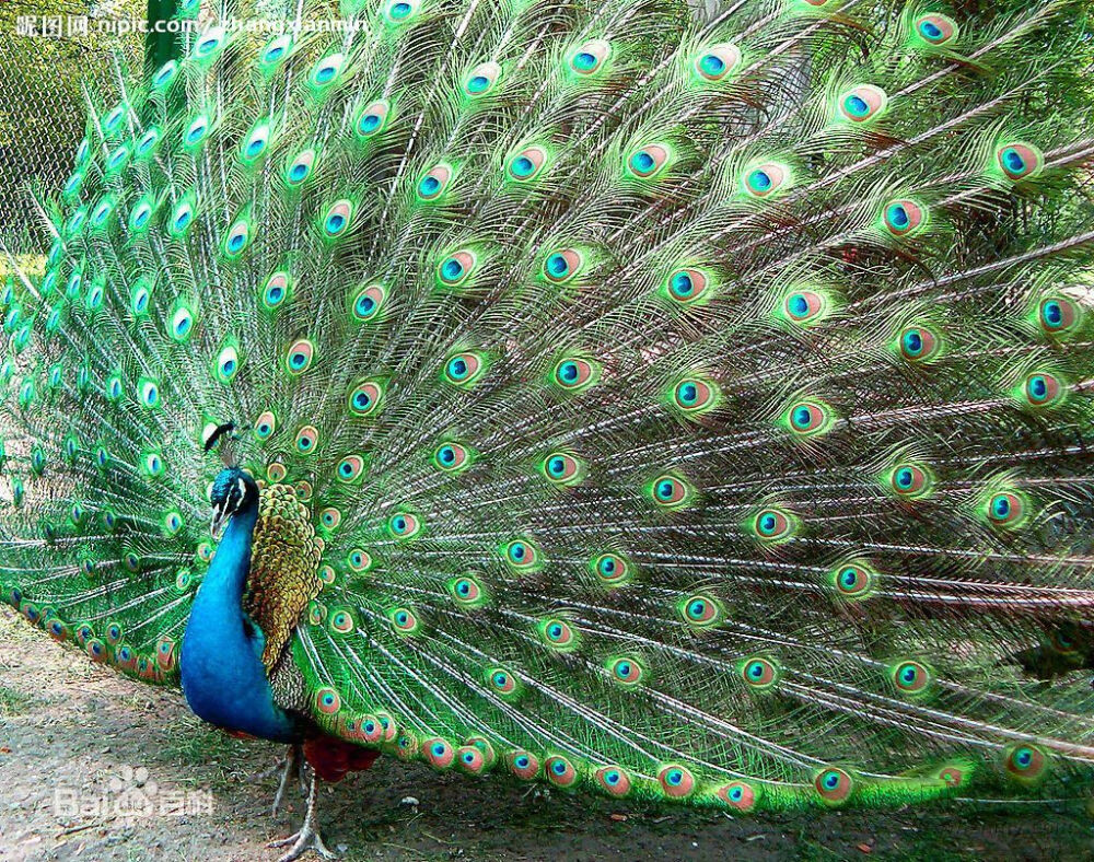 绿孔雀（学名：Pavo muticus）大型鸡类，体长180~230厘米。雄鸟体羽为翠蓝绿色，头顶有一簇直立的冠羽，下背翠绿色而具紫铜色光泽。体后拖着长达1米以上的尾上覆羽，羽端具光泽绚丽的眼状斑，形成华丽的尾屏，极为醒目。雌鸟不及雄鸟艳丽，亦无尾屏，体羽主要为翠金属绿色，背浓褐色，头顶亦具一簇直立羽冠。外形和雄鸟相似，亦甚醒目，中国还未见有与之相似种类，野外容易识别。