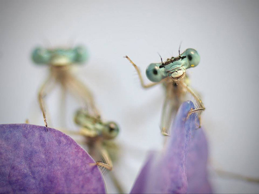  豆娘（Caenagrion），尽管通常被认为是腰细、腿长、美颜、时尚版的蜻蜓，但是它们真的和蜻蜓没有任何关系，这些图片可以看出它们分的很开的眼睛和蜻蜓有着非常大的区别。摄影师 Tiplea Remus 拍摄的这组昆虫微距作品，意外的非常萌。