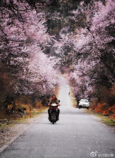波密的桃花
