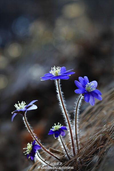 雪割草(Hepatica nobilis)