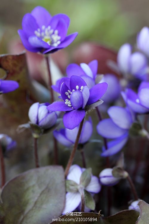 雪割草(Hepatica nobilis)