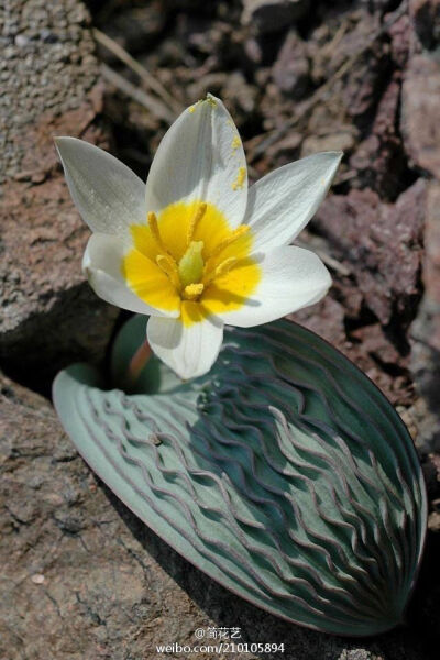 波叶郁金香 Tulipa regelii，原产天山山脉较低海拔地区，单叶，叶脉凸起褶皱如波纹，在良好的光照条件下，波纹会变红，波叶郁金香的叶子是郁金香家族独一无二的，花葶高8-10cm，花瓣背面红色，正面白色，黄色花心.