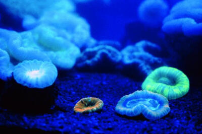 彩色荧光珊瑚 在澳大利亚东南部大堡礁，科学家发现大量罕见的彩色荧光珊瑚，在海面以下15米左右的地方，成百上千闪烁着蓝色、绿色和红色荧光的珊瑚密密麻麻地生长在一起。